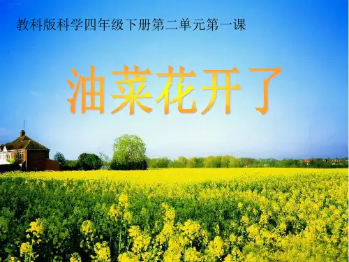 四年级下册科学课件2-1《油菜花开了》教科版(共18张PPT)