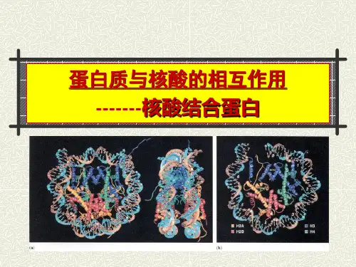 蛋白质与核酸的相互作用核酸结合蛋白模板