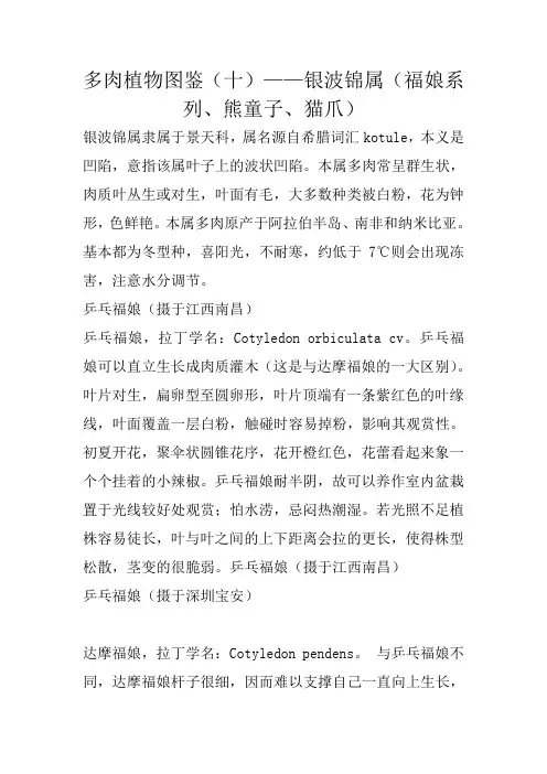 多肉植物图鉴(十)——银波锦属(福娘系列、熊童子、猫爪)