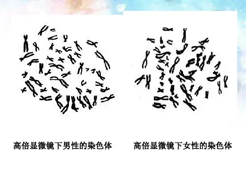 人教版伴性遗传ppt课件1