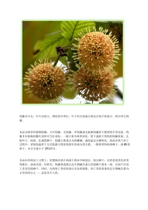 中药知识：钩藤