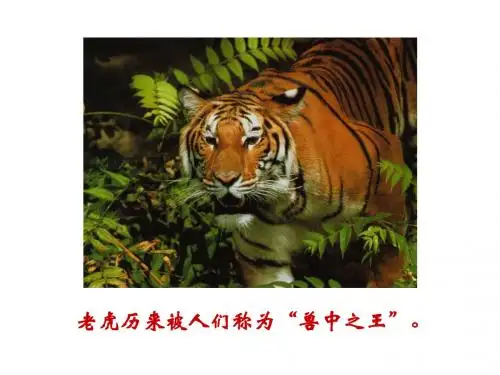 人教版七年级语文下册课件：28《华南虎》PPT