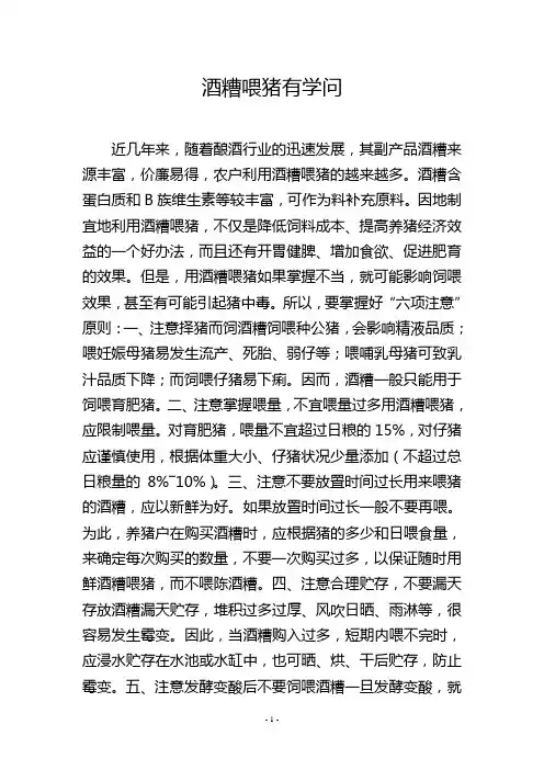 酒糟喂猪有学问