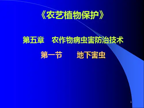 地下害虫PPT课件