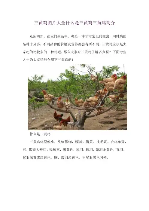三黄鸡图片大全 什么是三黄鸡 三黄鸡简介
