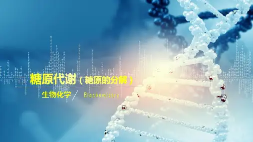 糖代谢—糖原代谢(生物化学课件)