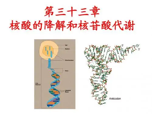 核苷酸的代谢