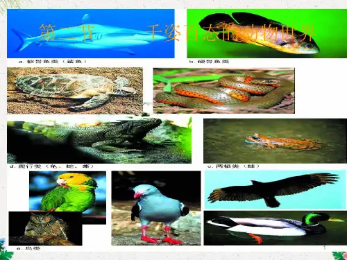 【苏教版】生物八年级上册：14.2《千姿百态的动物世界》ppt课件67张 (共67张PPT)