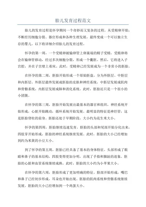 胎儿发育过程范文