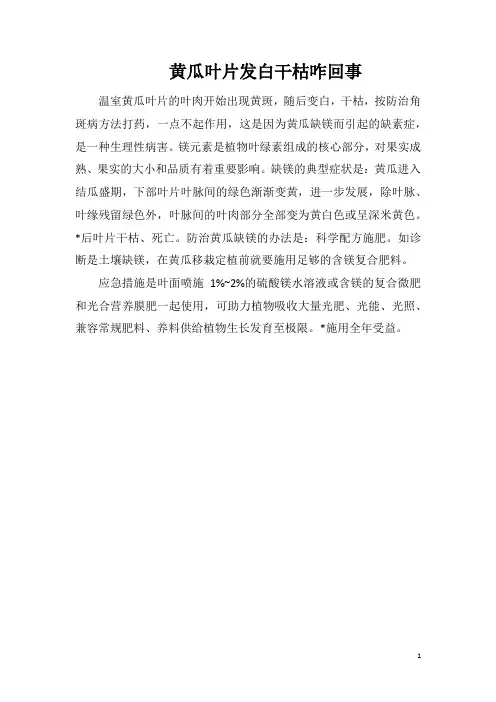 黄瓜叶片发白干枯咋回事