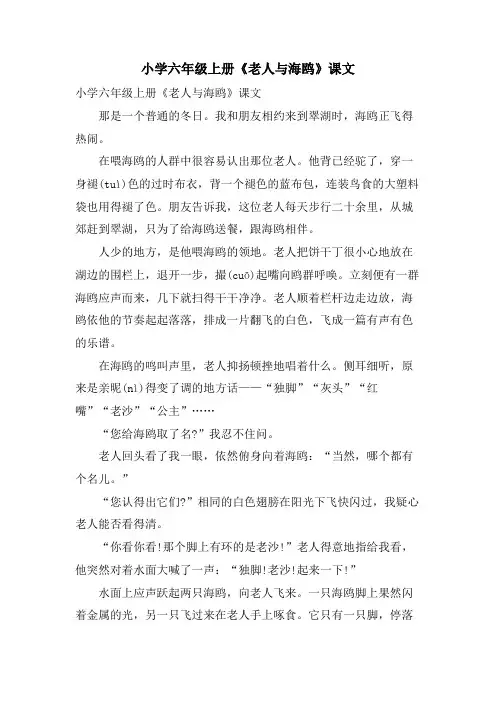 小学六年级上册《老人与海鸥》课文