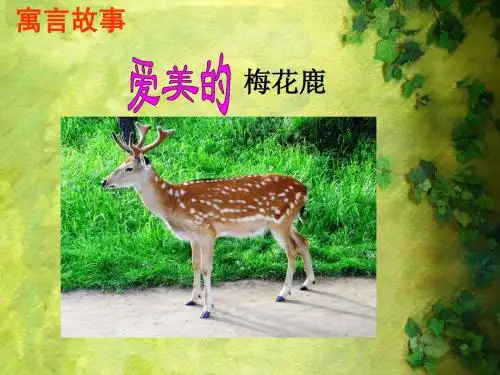 爱美的梅花鹿课件