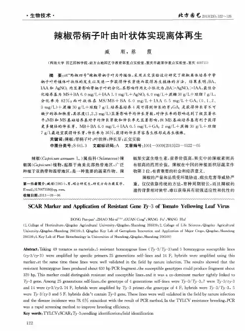 辣椒带柄子叶由叶状体实现离体再生