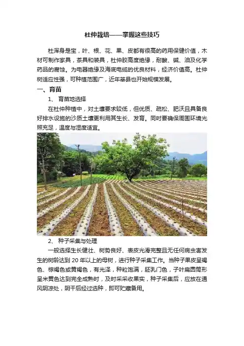 杜仲栽培——掌握这些技巧