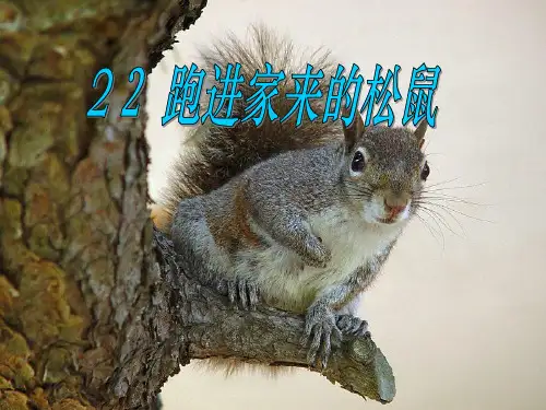 跑进家来的松鼠