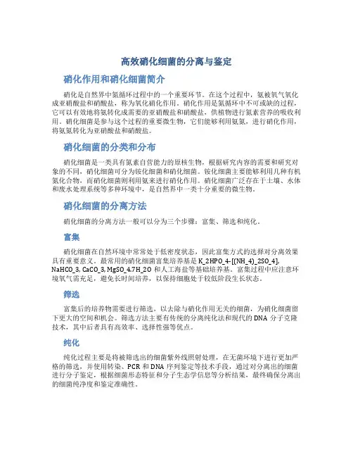 高效硝化细菌的分离与鉴定