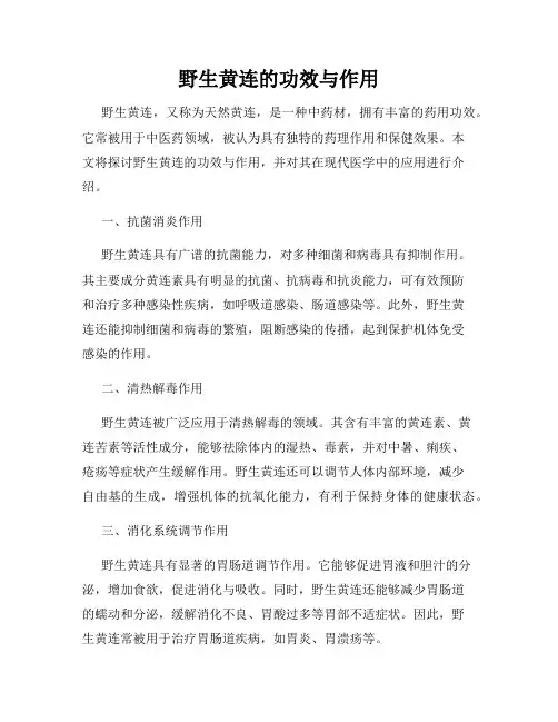 野生黄连的功效与作用