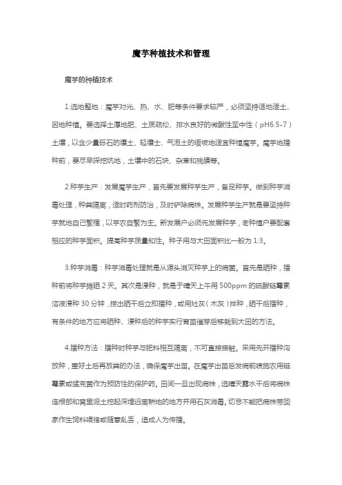 魔芋种植技术和管理