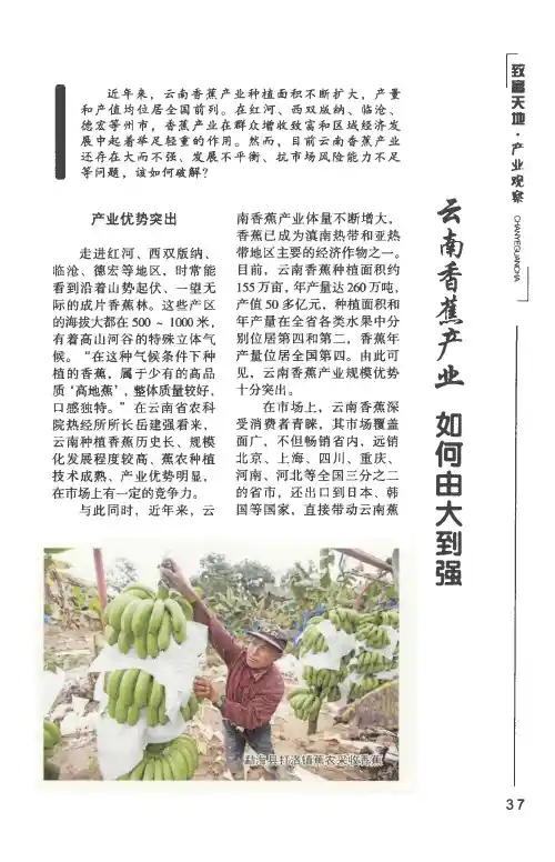 云南香蕉产业如何由大到强