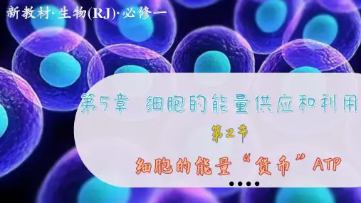 人教版生物学必修第一册5—2 细胞的能量“货币”ATP (课件PPT)