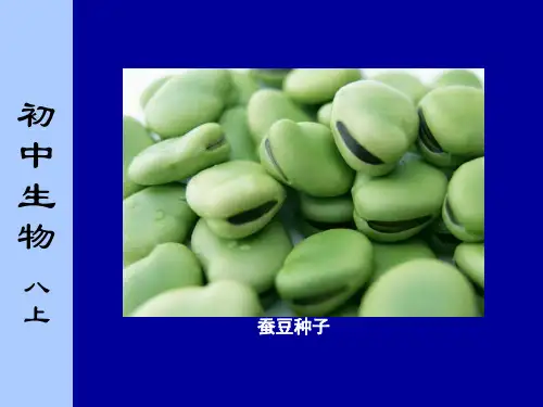 种子的结构