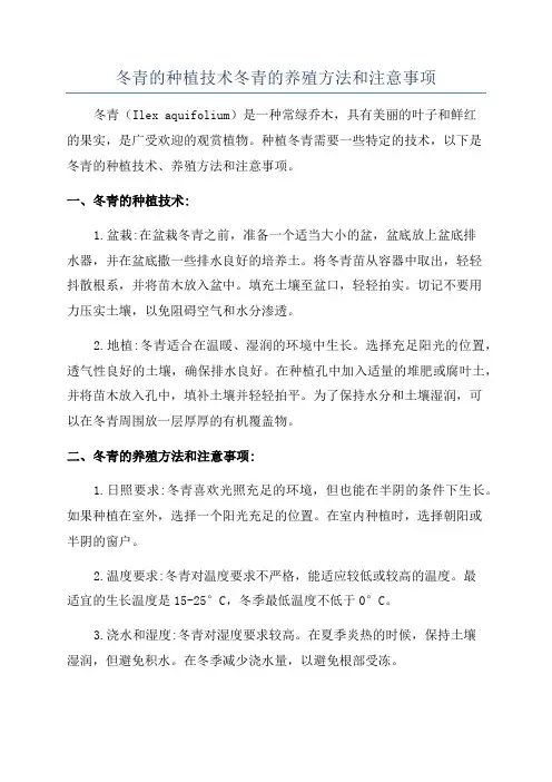冬青的种植技术冬青的养殖方法和注意事项
