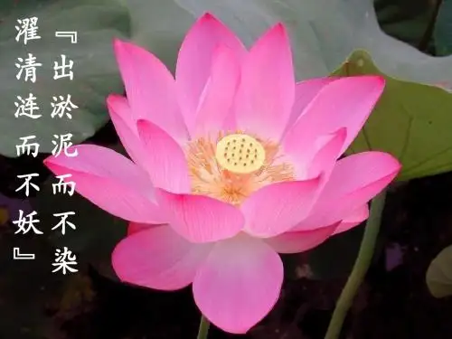 人教版必修一 物质跨膜运输的实例 课件(32张)