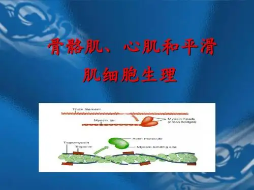 骨骼肌、心肌和平滑肌细胞生理医学PPT课件