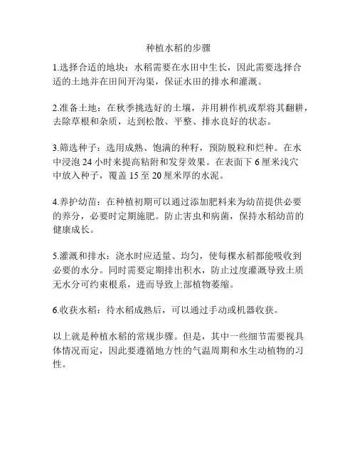 种植水稻的步骤