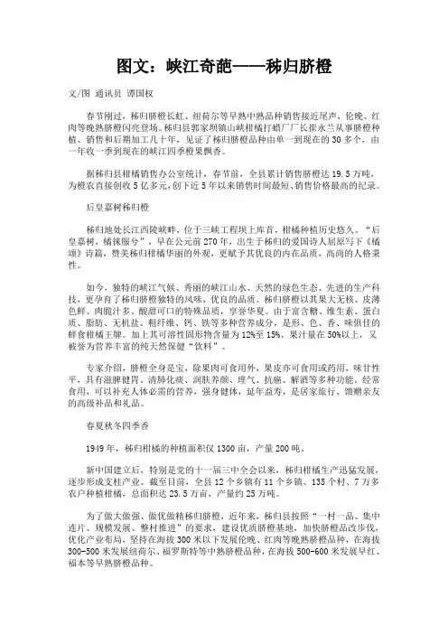 图文：峡江奇葩——秭归脐橙