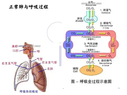 第二节肺炎PPT课件