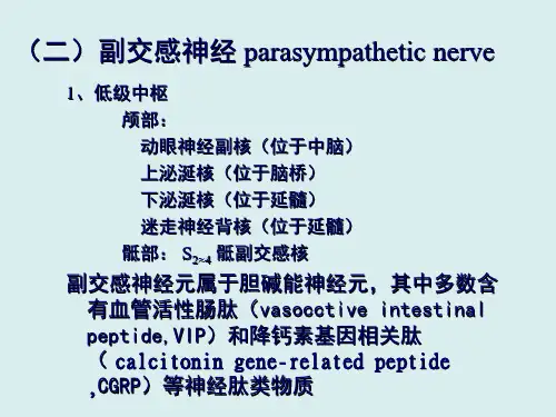 人体形态学 副交感神经PPT