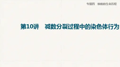 一轮复习浙科版减数分裂过程中的染色体行为课件
