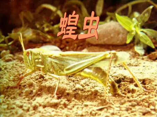 七年级生物蝗虫1(PPT)5-5