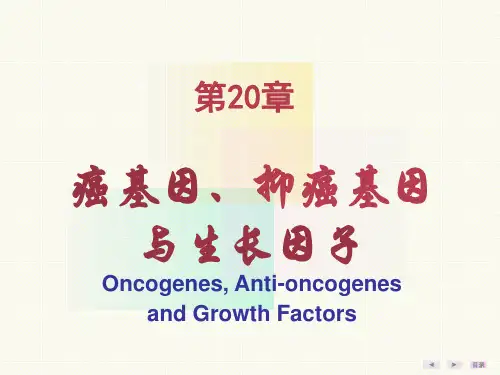 第20章癌基因、抑癌基因与生长因子ppt课件