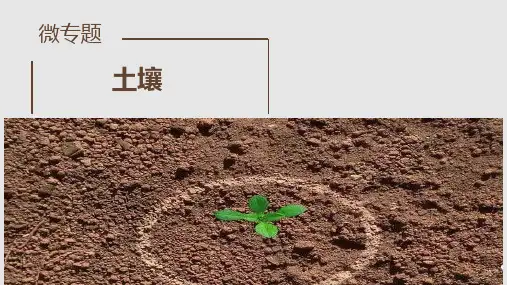 山东省新高考高三地理三轮微专题 土壤肥力 (28张PPT)