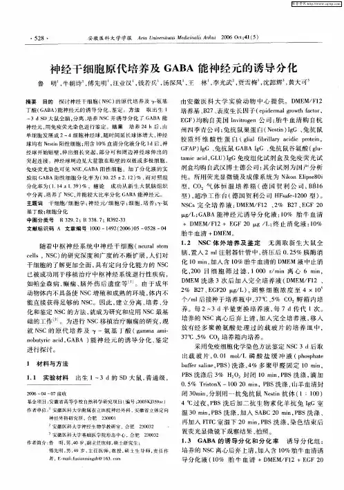 神经干细胞原代培养及GABA能神经元的诱导分化