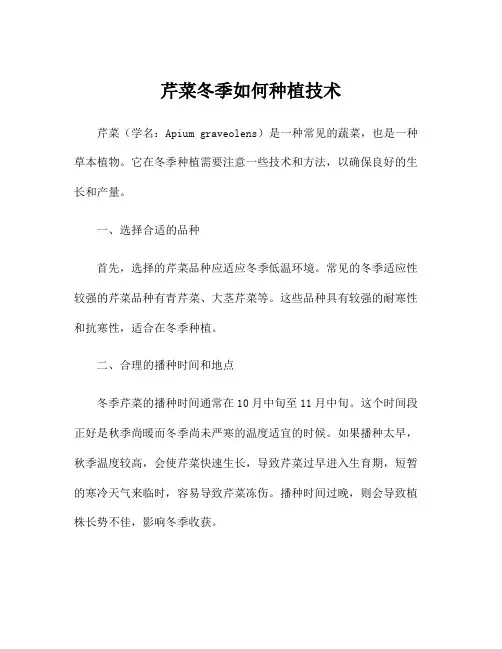 芹菜冬季如何种植技术
