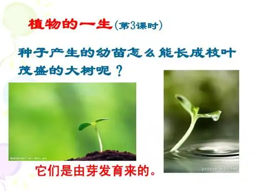 1.4植物的一生(第3课时)