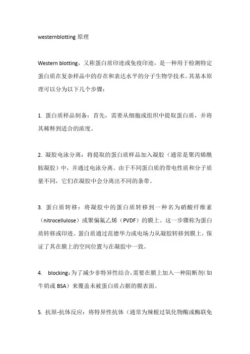 westernblotting原理
