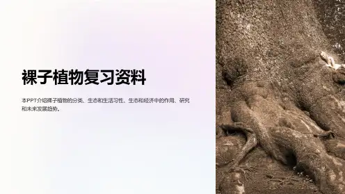 《裸子植物复习资料》课件