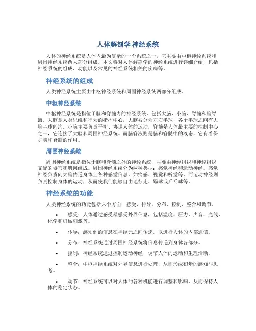 人体解剖学 神经系统