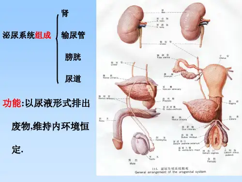 人体各主要部分的解剖第五节泌尿系统