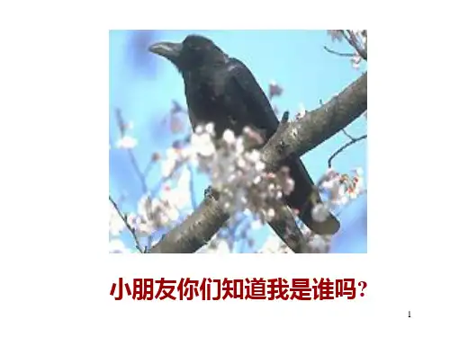2016 新部编版 13 乌鸦喝水PPT课件