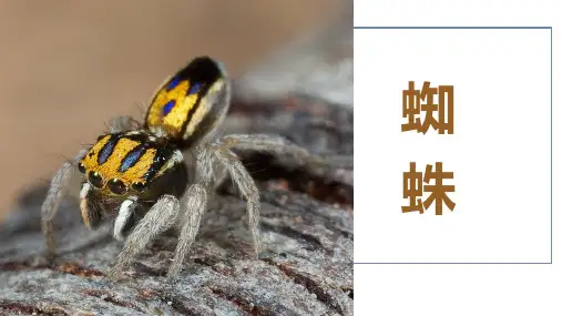 《蜘蛛》少儿水彩笔美术PPT课件