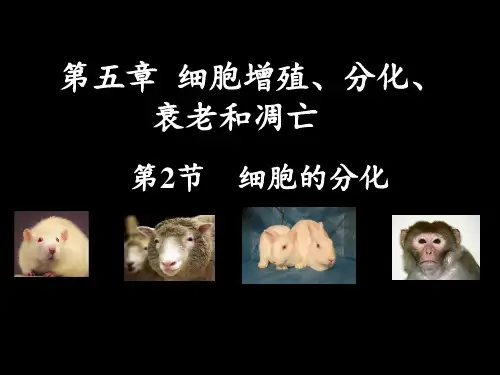 细胞的分化公开课PPT课件