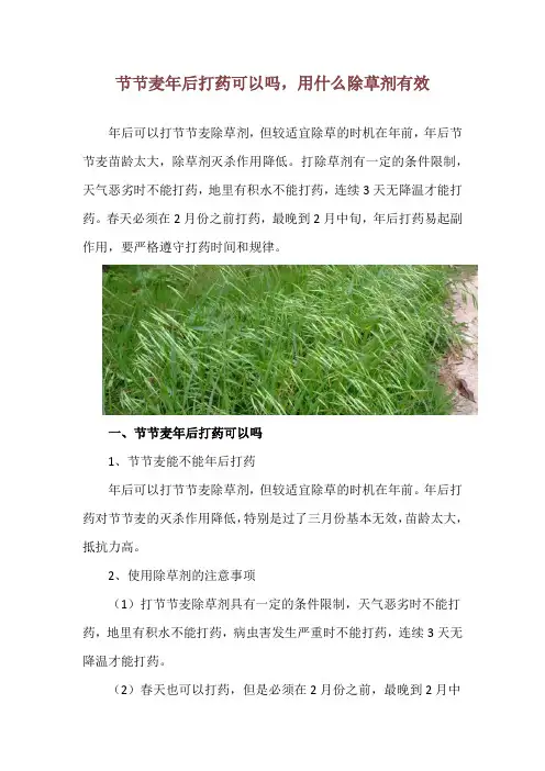节节麦年后打药可以吗,用什么除草剂有效