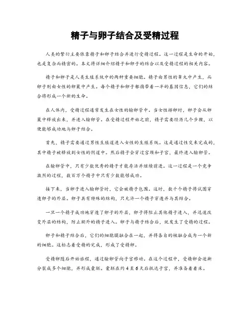 精子与卵子结合及受精过程