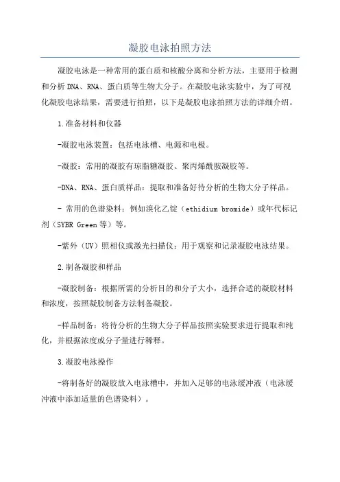 凝胶电泳拍照方法