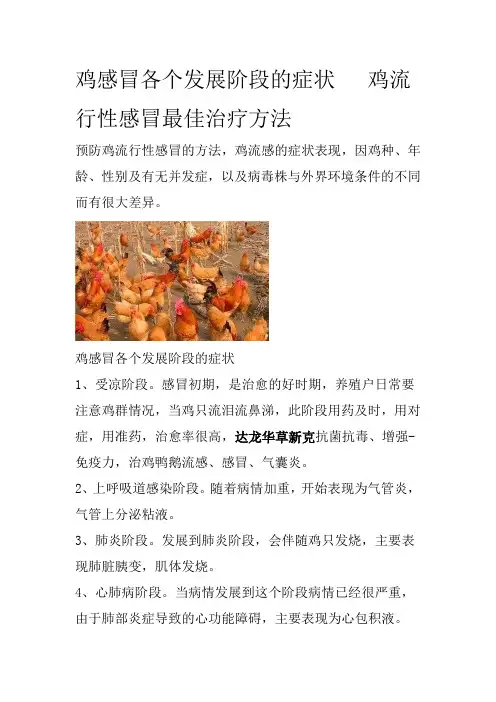 鸡感冒各个发展阶段的症状鸡流行性感冒最佳治疗方法